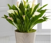 Silver Linings Calla Lily Plant - anh 1